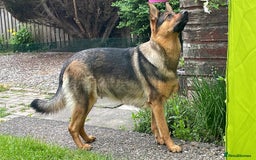 German Shepherd dogs for sale: KC German Shepherd  - Image 2