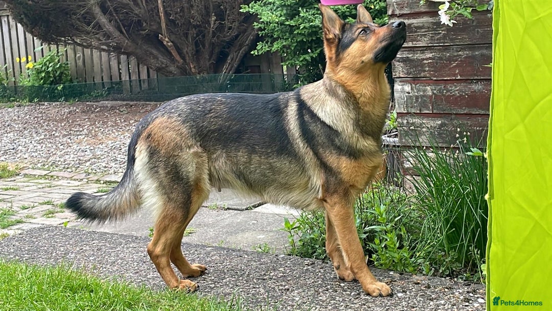 German Shepherd dogs for sale: KC German Shepherd  - Image 2