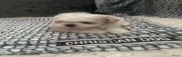 Shih Tzu dogs for sale: Tiny, Adorable Shih Tzu x Maltese Boy! in Leeds - Advert 6