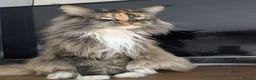 Maine Coon cats for sale: New home for Bonnie  - Advert 6