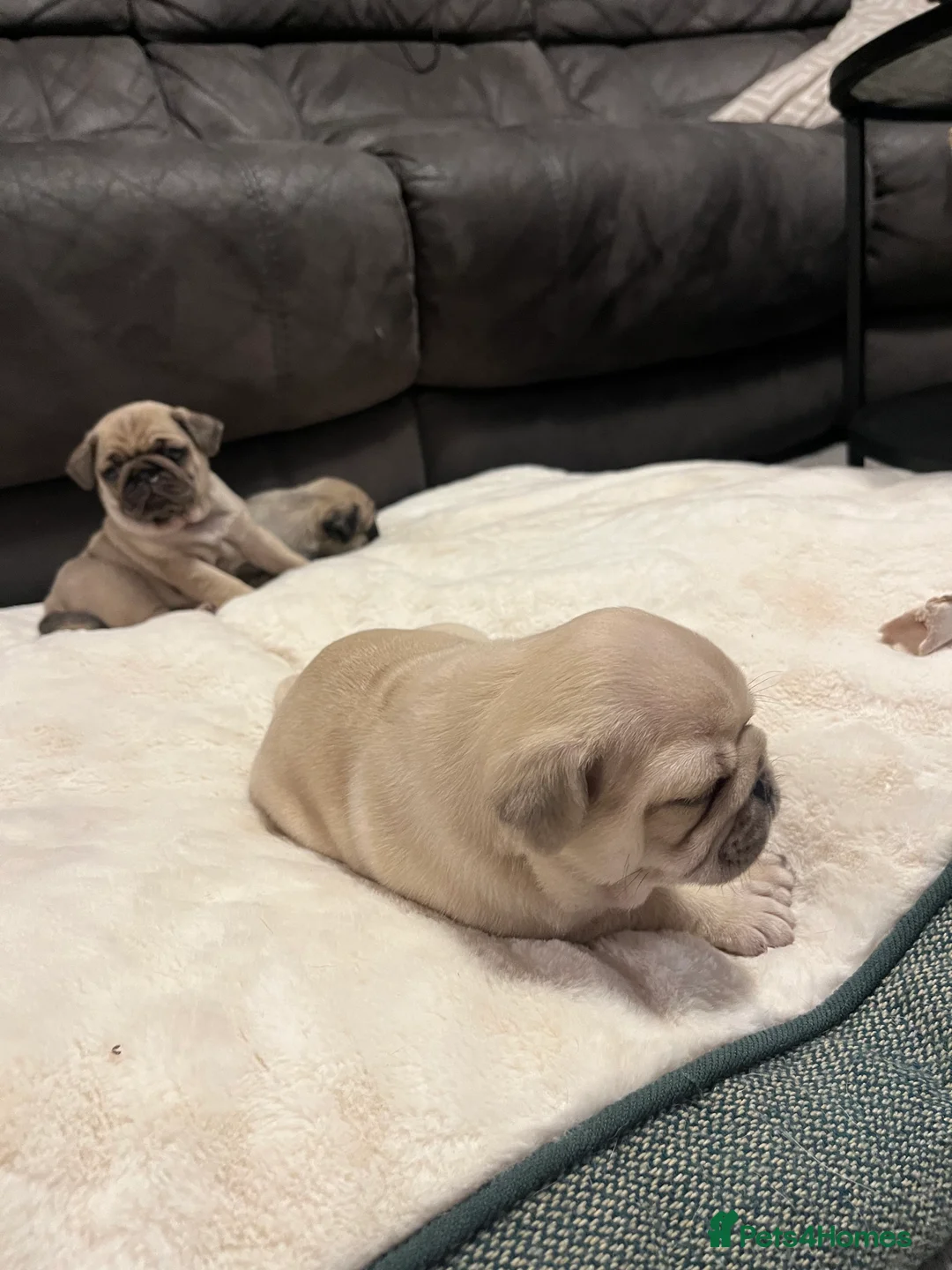 Pug dogs for sale: Top quality Pedigree pugs kc registered leeds - Advert 10