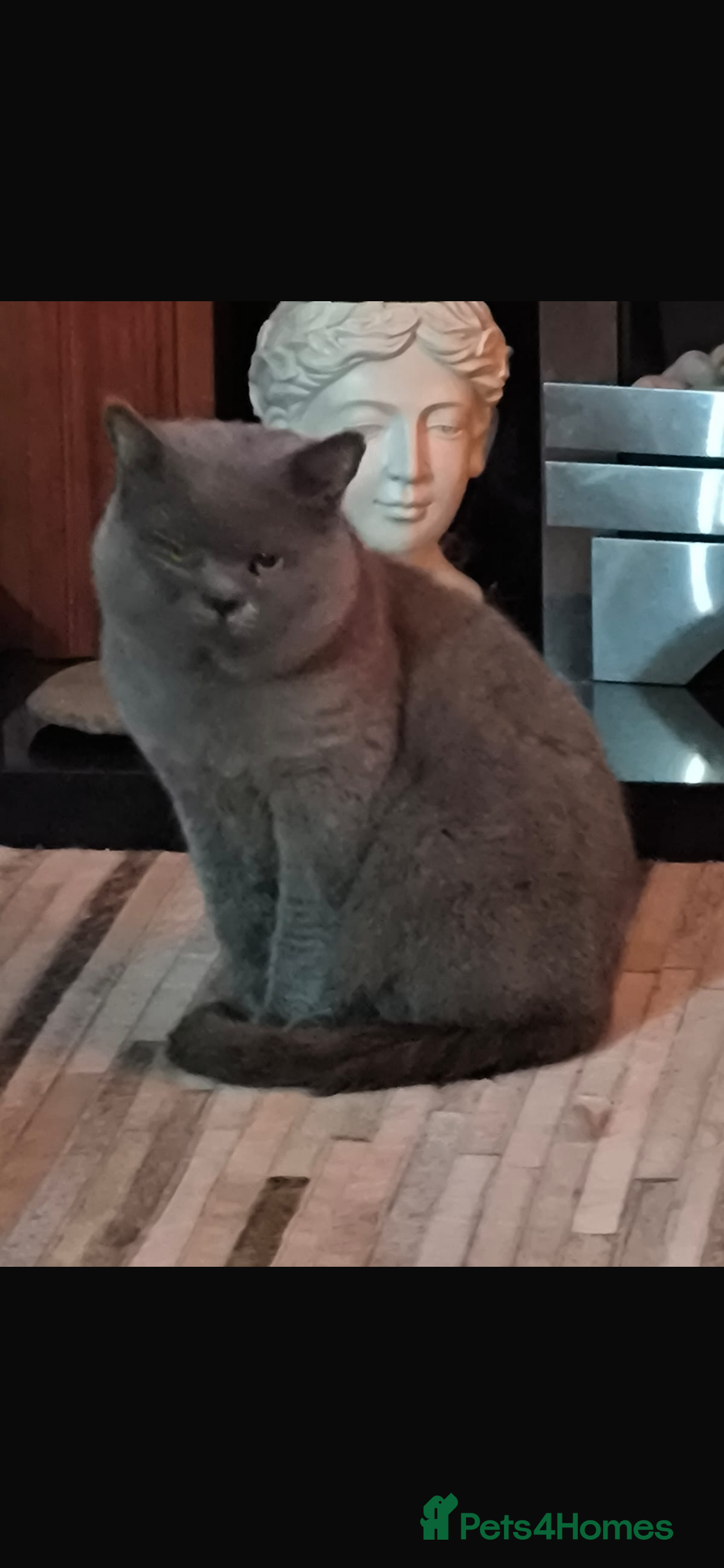 British Shorthair cats British blue shorthaired - Advert 4