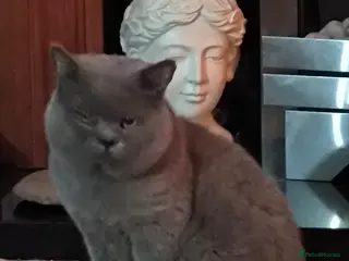 British Shorthair cats British blue shorthaired - Advert 4