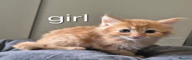 Maine Coon 7