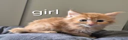 Maine Coon cats for sale: 🐱 MAINE COON KITTENS 🐱 - Advert 8