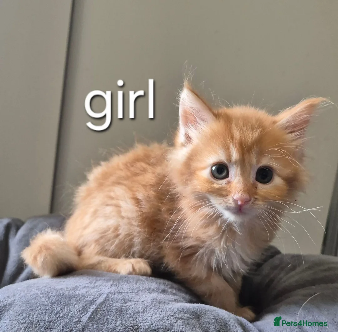 Maine Coon cats for sale: 🐱 MAINE COON KITTENS 🐱 - Advert 16