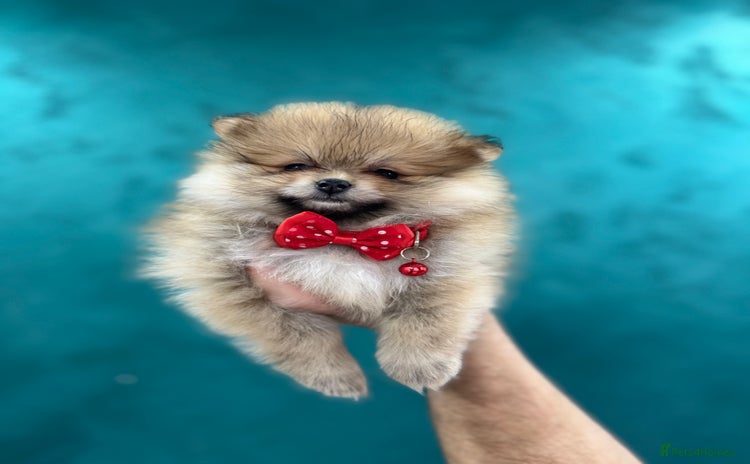 Pomeranian dogs KC registered Pomeranian puppies - Advert 13