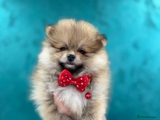 Pomeranian dogs KC registered Pomeranian puppies - Advert 11