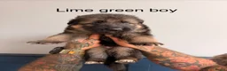 German Shepherd dogs for sale: Purebred German shepherd puppies  - Advert 15