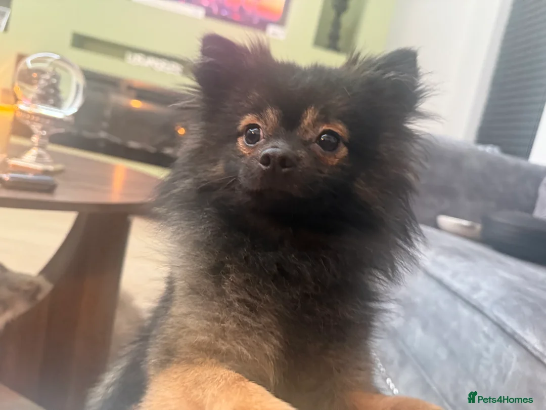 Pomchi dogs for sale: Handsome Pomchi - 1YO - Advert 1