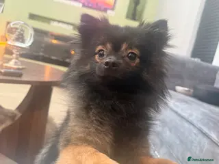 Pomchi dogs Handsome Pomchi - 1YO - Advert 10