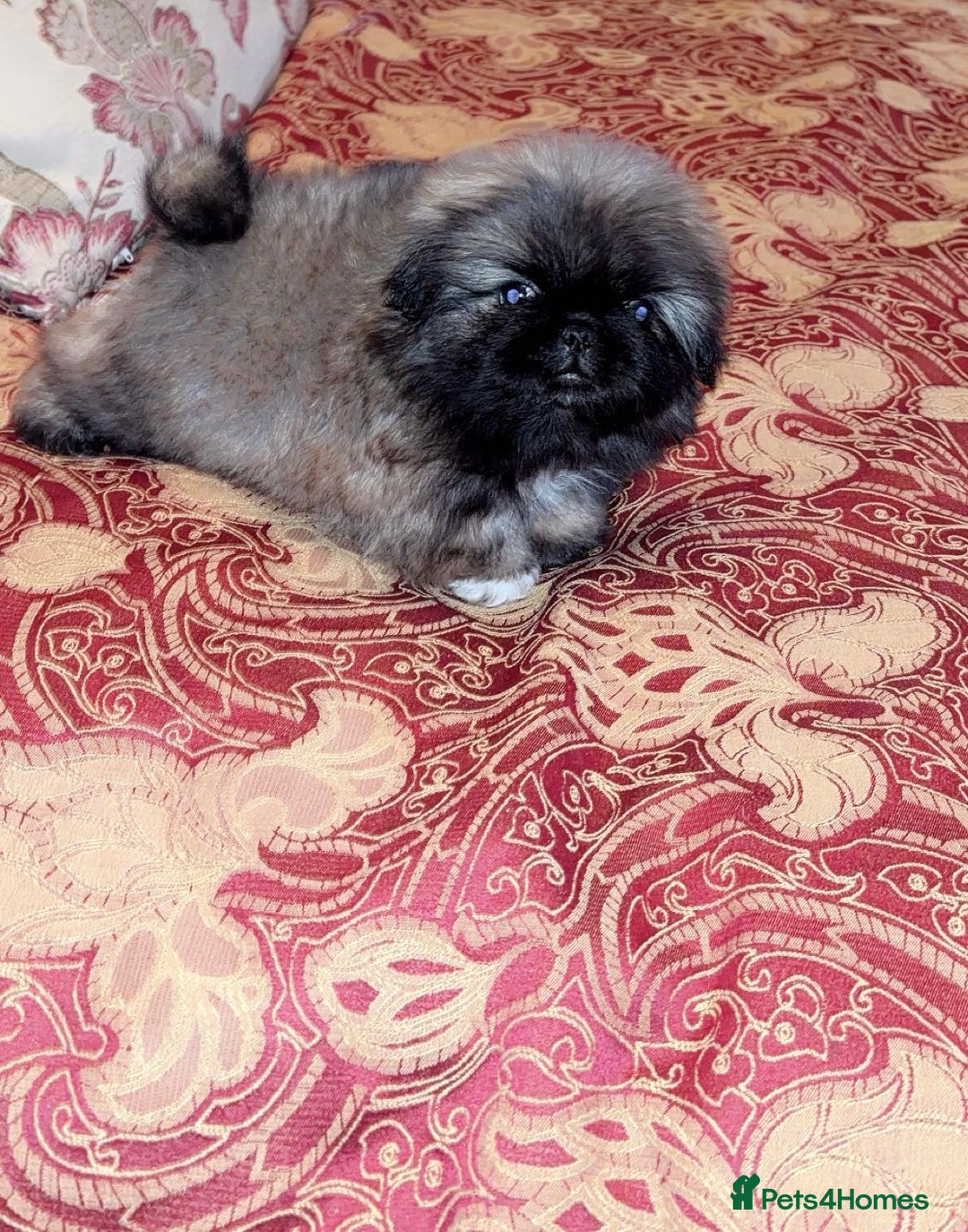 Pekingese dogs for sale: High quality Pekingese puppies  - Advert 12