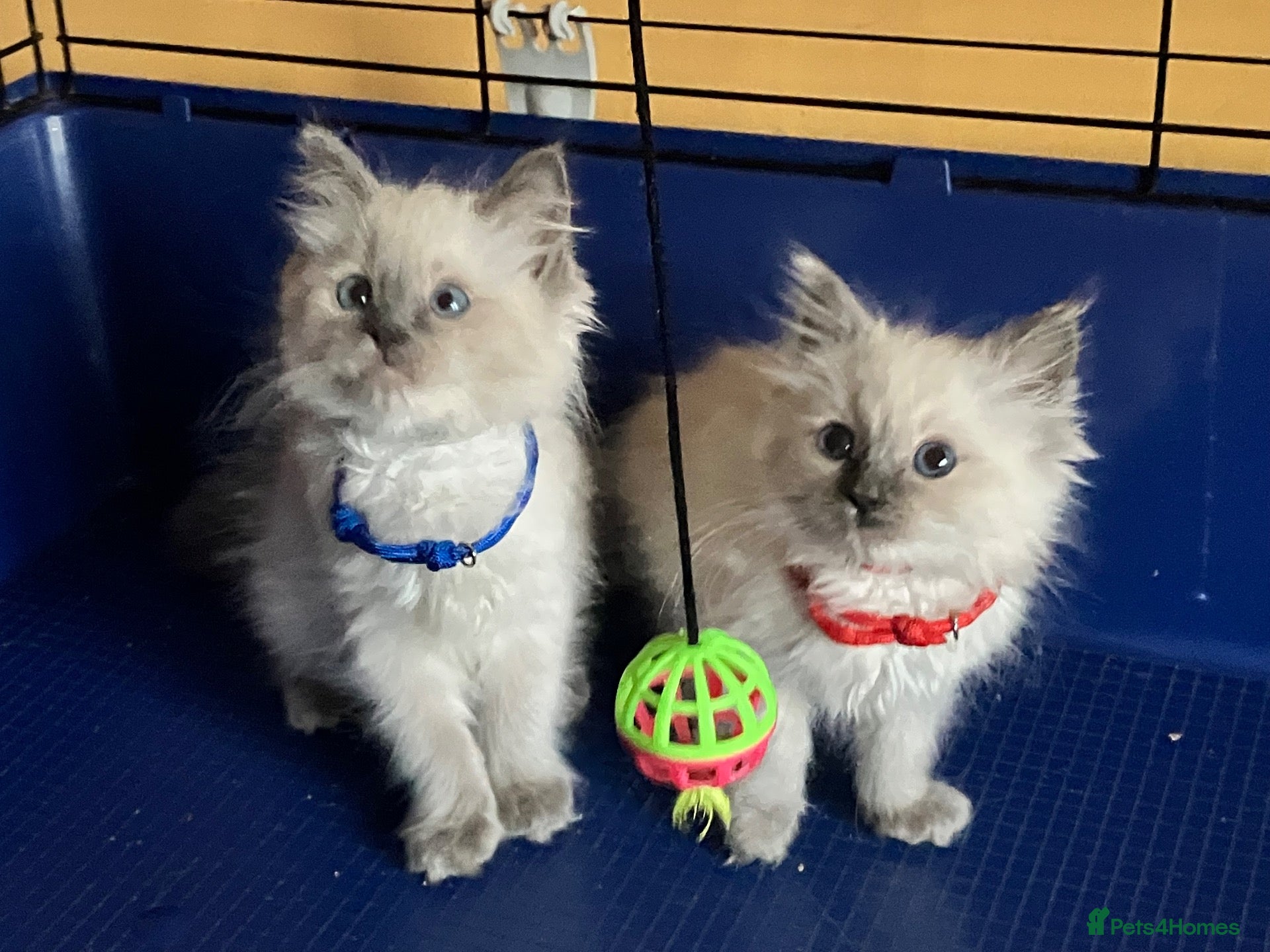 Ragdoll cats GCCF Ragdoll 🏆Champion Bloodline🌟5-Gen Pedigrees - Advert 8