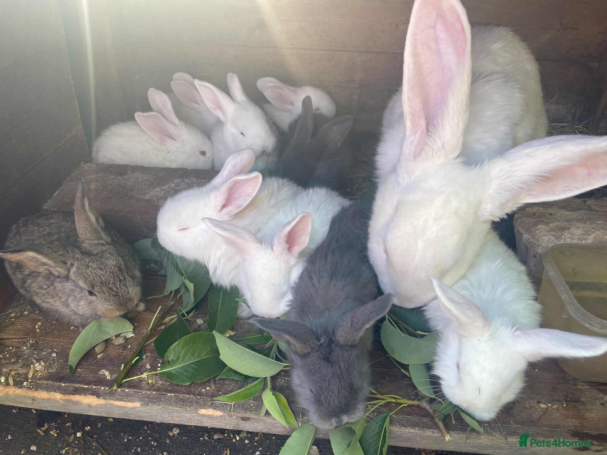 Continental Giant rabbits Selling Continental Giant size Rabbits .  - Advert 1