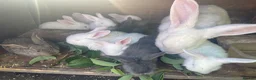 Continental Giant rabbits for sale: Selling Continental Giant size Rabbits .  in Nottingham - Advert 1