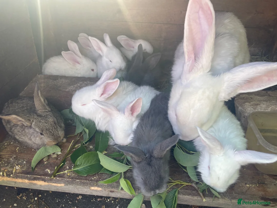 Continental Giant rabbits for sale: Selling Continental Giant size Rabbits .  in Nottingham - Advert 1
