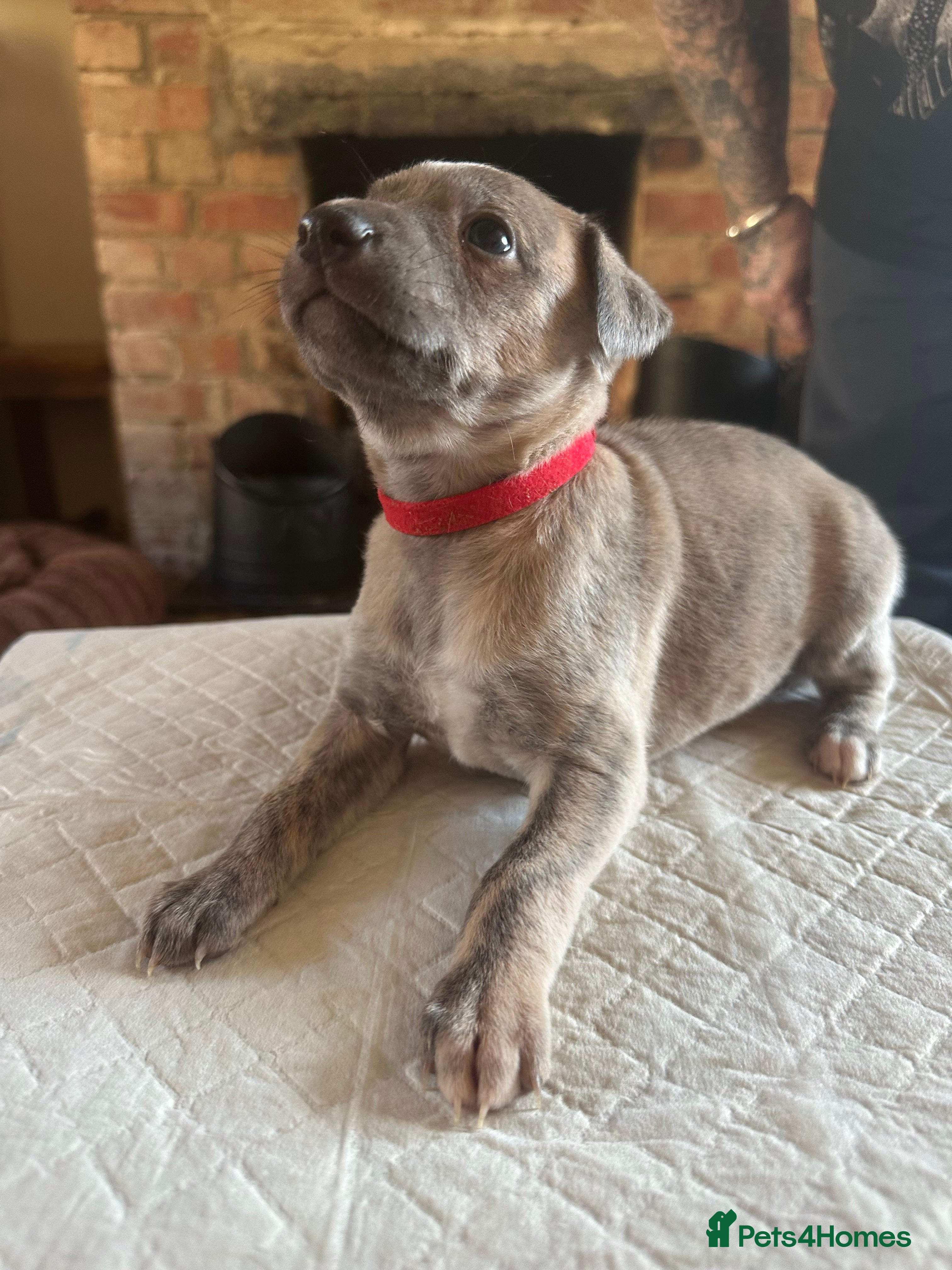 Whippet dogs STUNNING KC REGISTERED PUPS - Advert 3