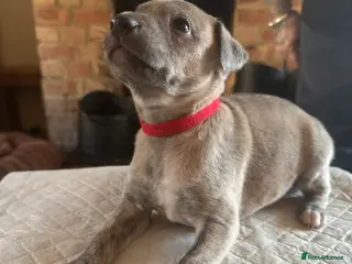 Whippet dogs STUNNING KC REGISTERED PUPS - Advert 3