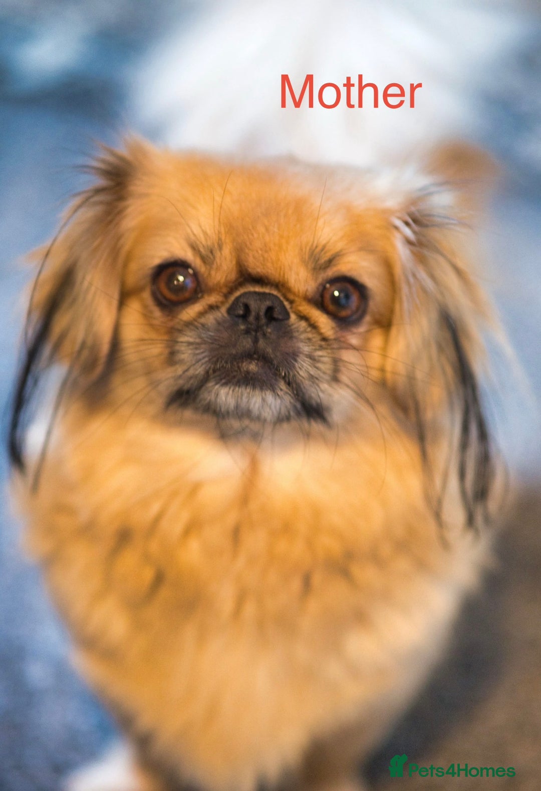 Pekingese dogs for sale: 🐾 Pekingese Puppies for Sale – 2 Girls & 1 Boy 🐾 - Advert 1