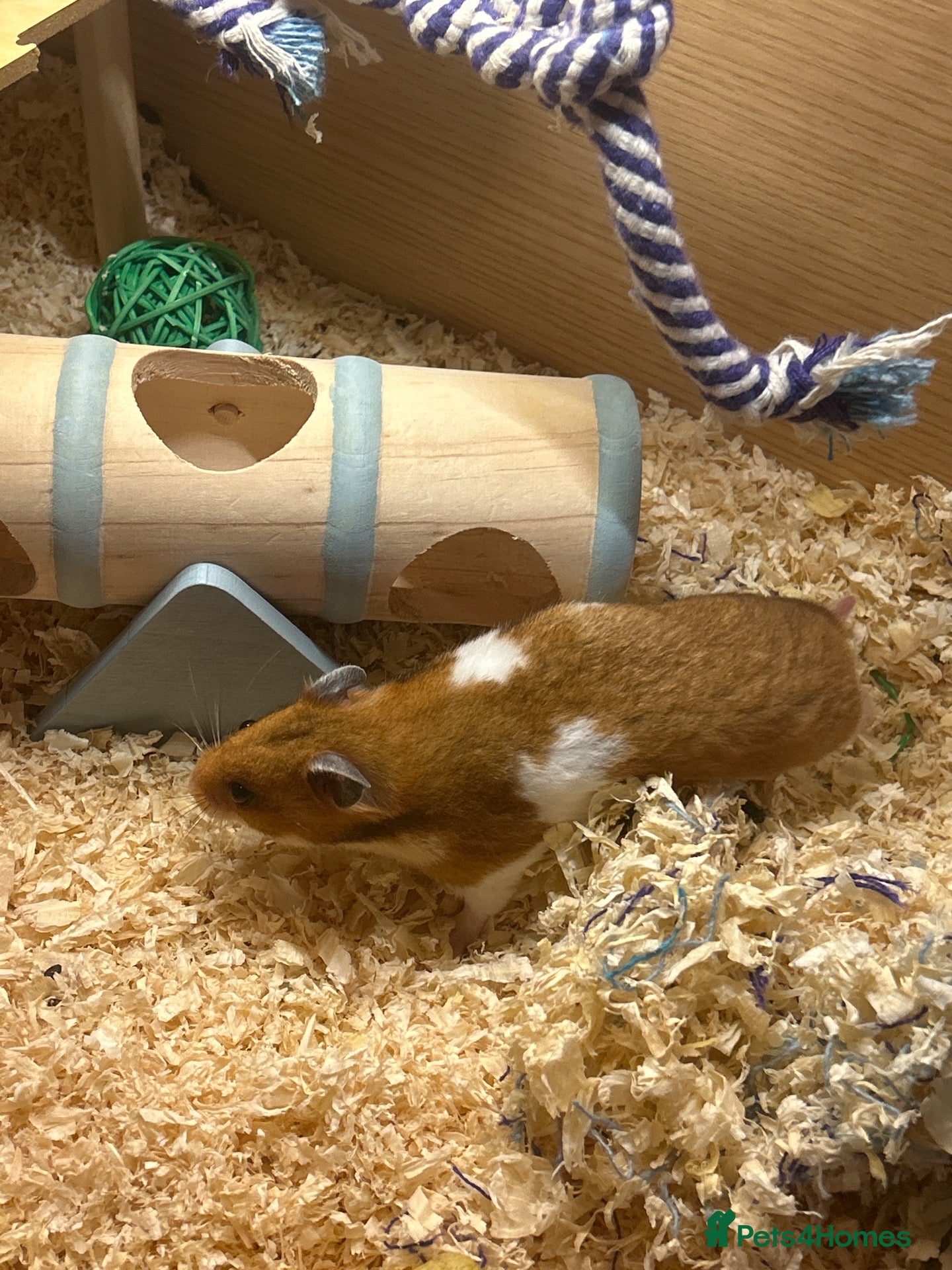 Hamster rodents Tofu hamster  - Advert 1