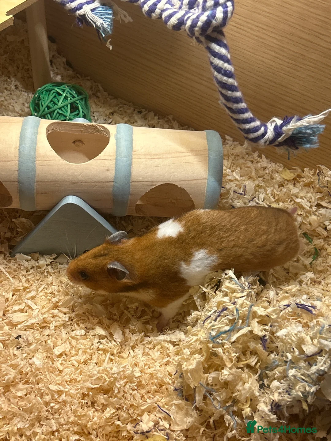 Hamster rodents for sale: Tofu hamster  in Brackley - Advert 1