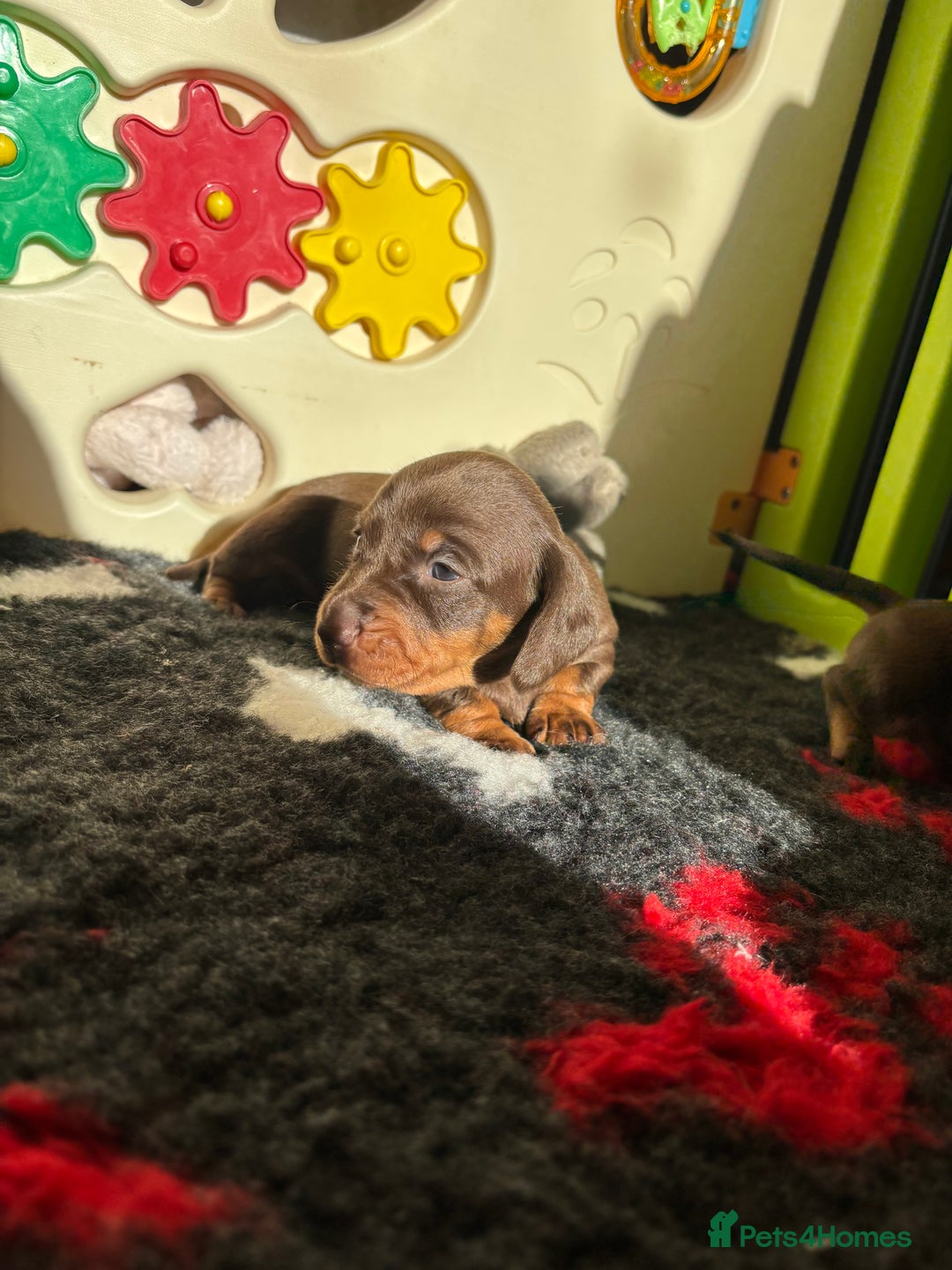 Miniature Dachshund dogs for sale: Kc miniature Dachshunds 2  girls  left  - Image 14