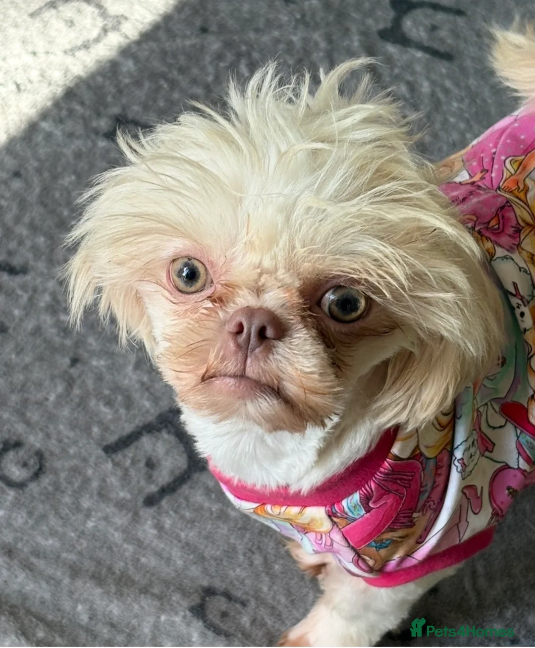 Shih Tzu dogs for sale: Mature shihtzu seeks companion home - Advert 1