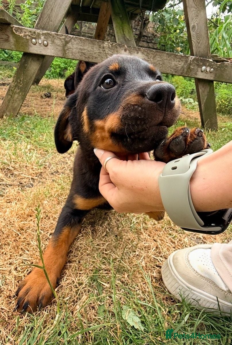 Rottweiler dogs 8 Rottie Pups (ONLY 2 LEFT) - Advert 6