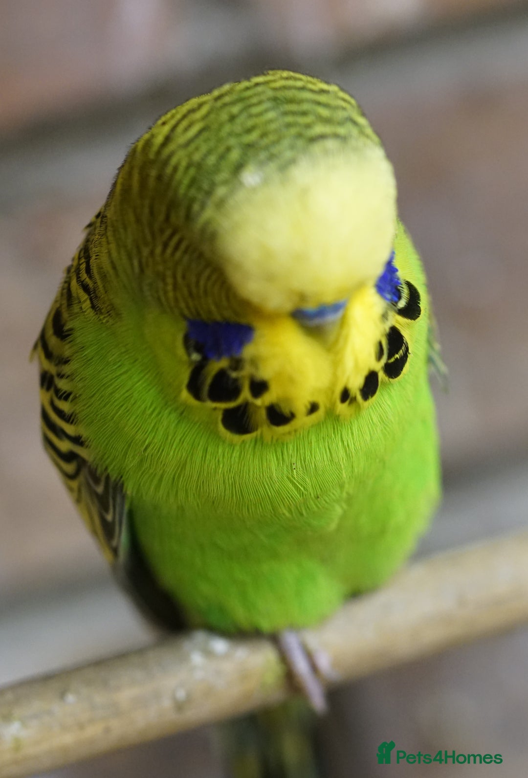 Budgerigars birds for sale: Budgies  - Advert 6