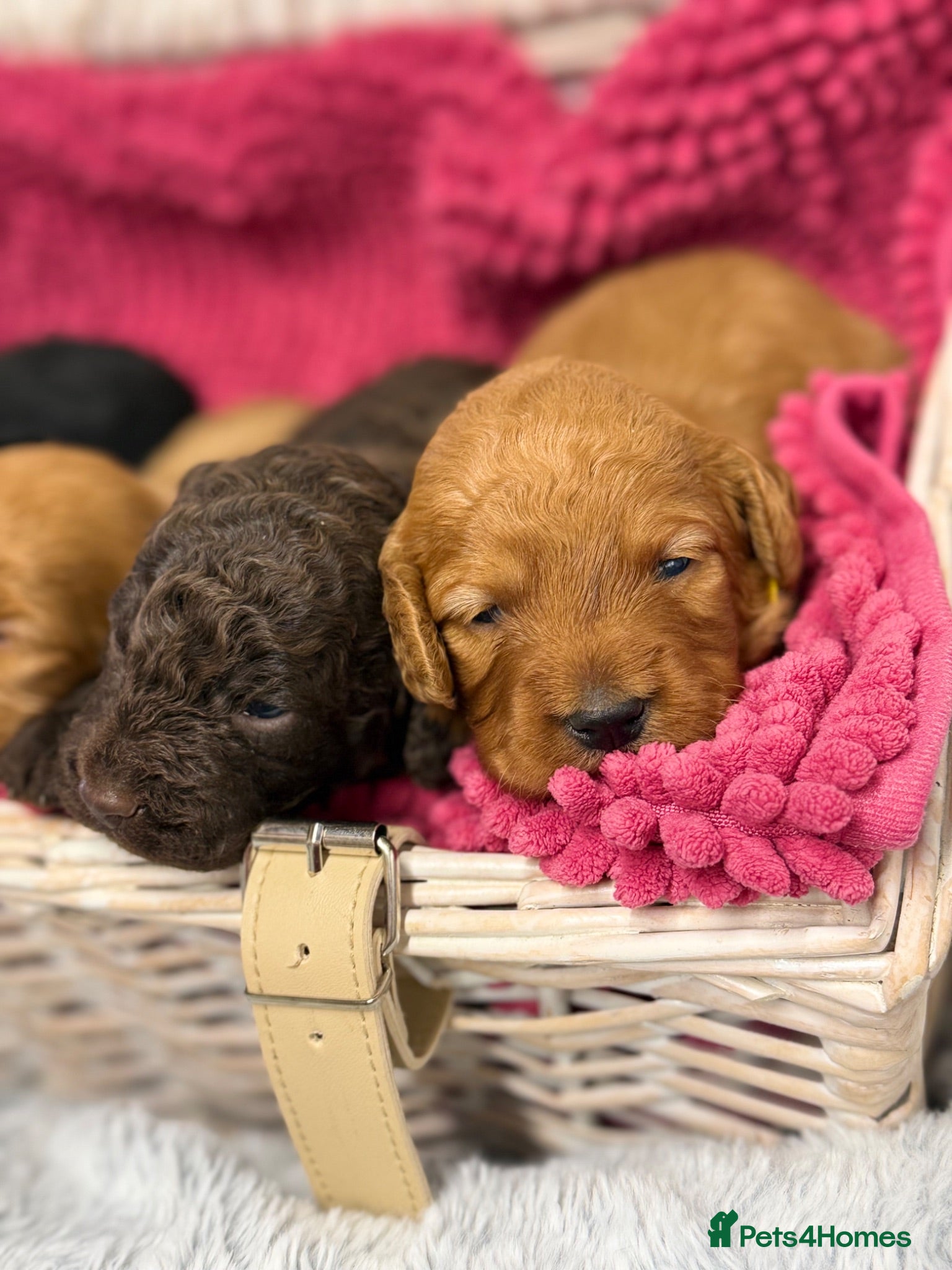 Cockapoo dogs Stunning F2 Cockapoo Puppies   - Advert 2