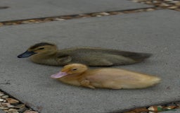 Ducks poultry for sale: 2 runner ducklings for sale - Image 2
