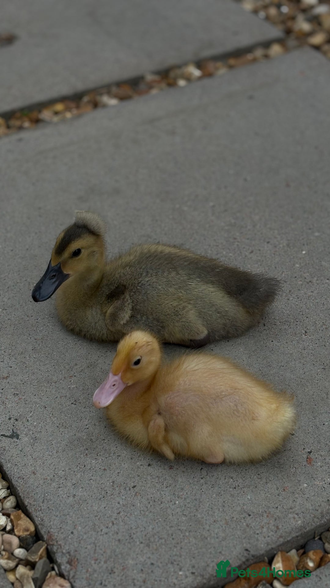 Ducks poultry for sale: 2 runner ducklings for sale - Image 2