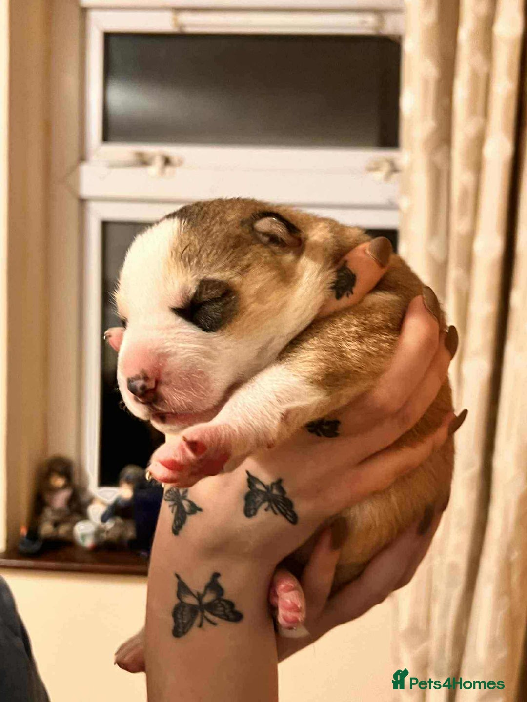 Siberian Husky dogs for sale: Siberian Husky Puppies - Advert 5