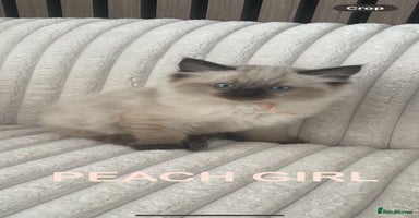 Ragdoll cats - Advert 2