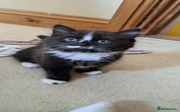 Mixed Breed cats for sale: Three boys looking for new home  - Image 3