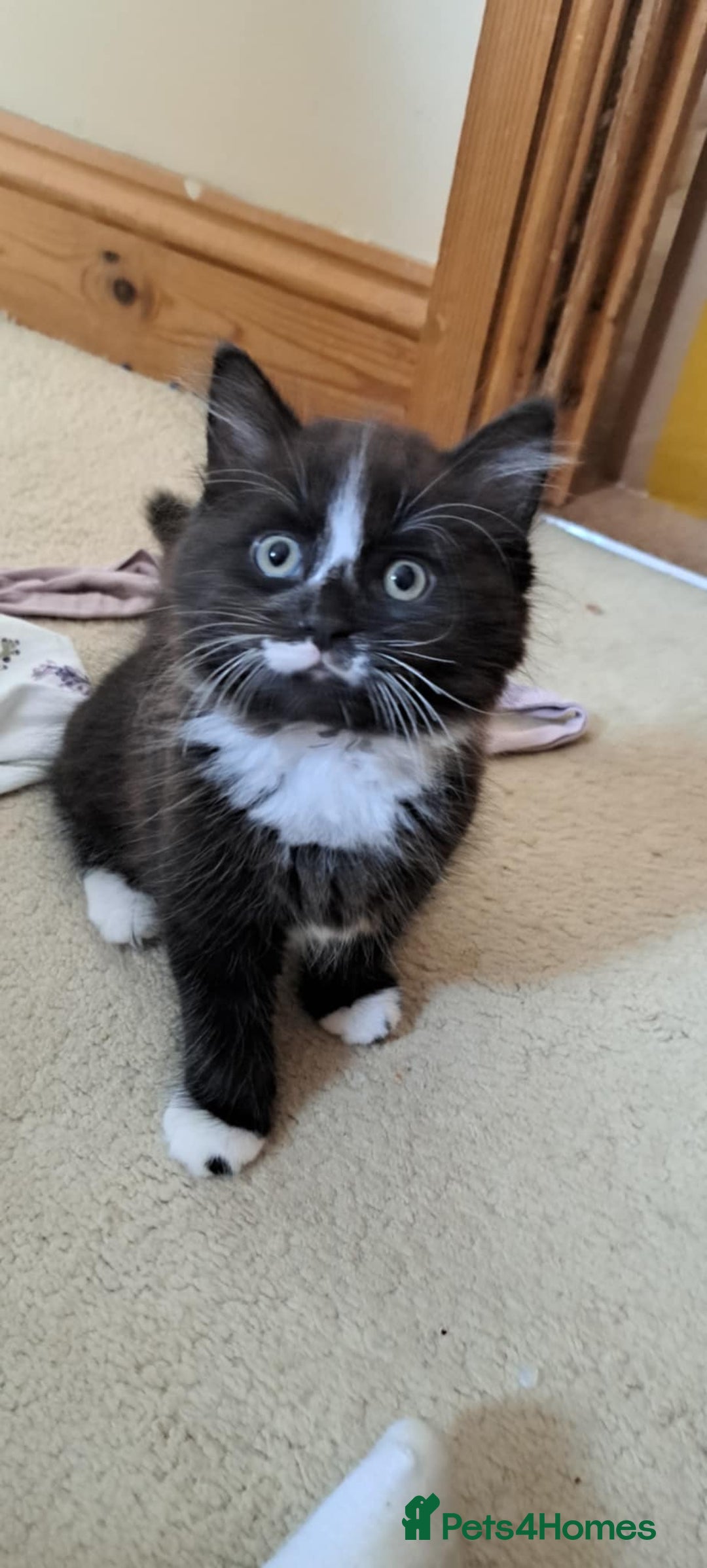 Mixed Breed cats for sale: Three boys looking for new home  - Image 3