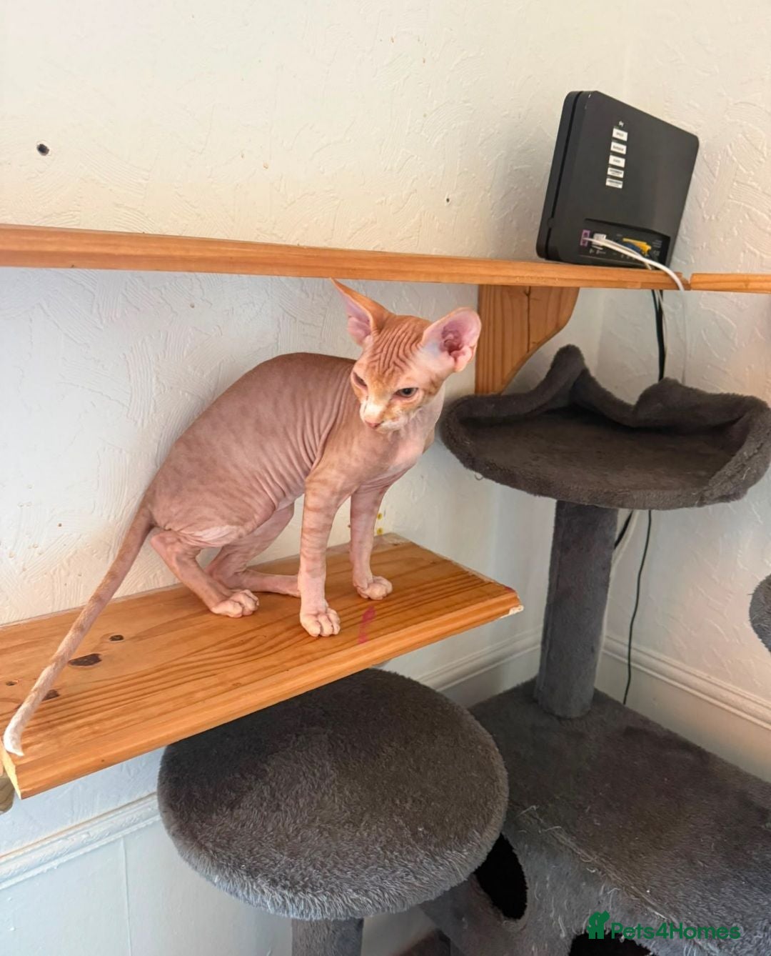 Sphynx cats Only 1 Sphynx baby boy left ready now!  - Advert 7