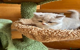 British Shorthair cats for sale: LAST 4 TICA CHAMPION BLOOD LINES BSH KITTENS - Image 8