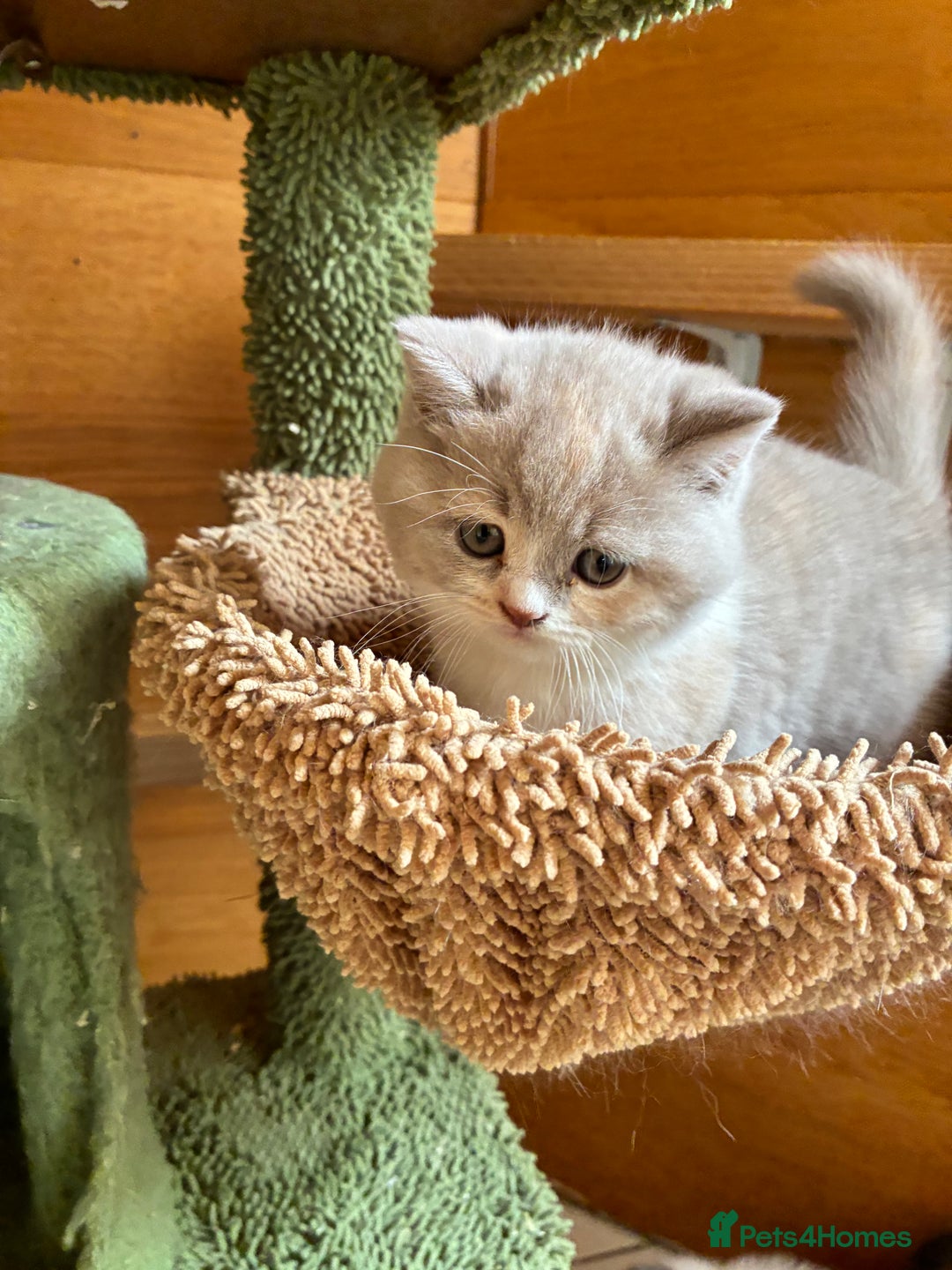 British Shorthair cats for sale: LAST 4 TICA CHAMPION BLOOD LINES BSH KITTENS - Image 8