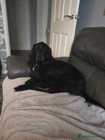 Cocker Spaniel dogs - Advert 2