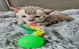 Bengal cats for sale: Lovely bengal kittens(Tica reg.)😍 - Image 28