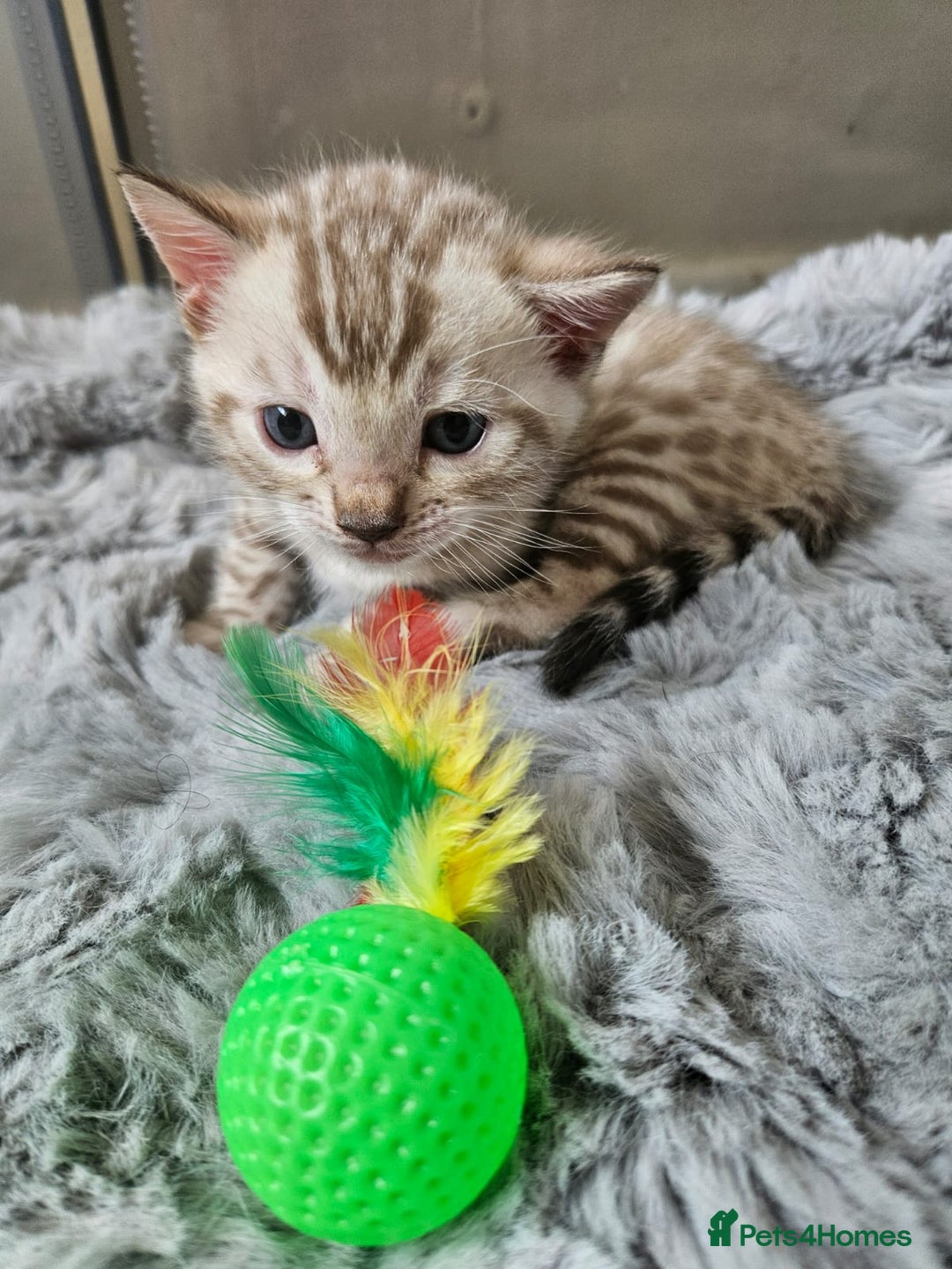 Bengal cats for sale: Lovely bengal kittens(Tica reg.)😍 - Image 28