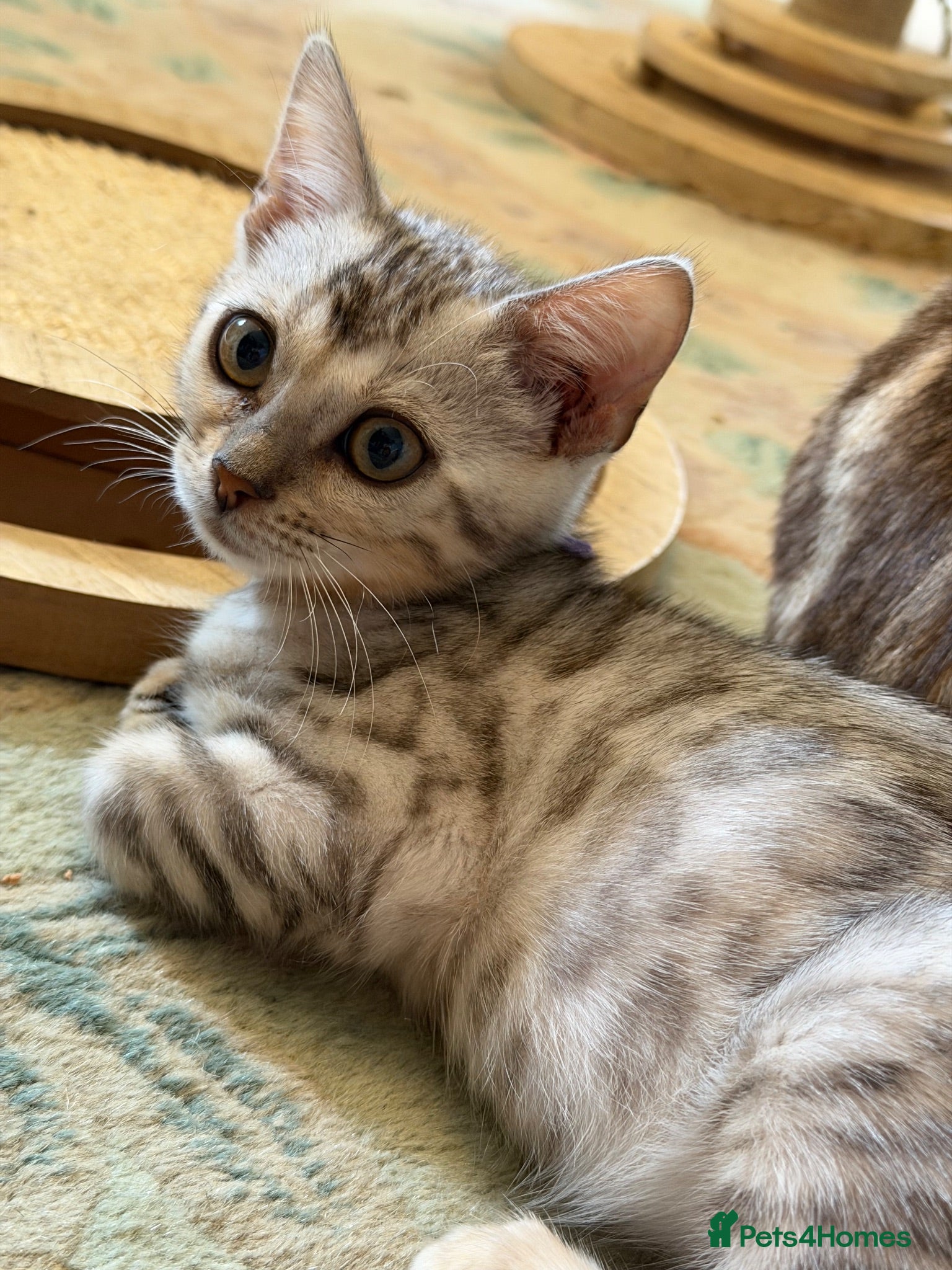Bengal cats Four Bengal Kittens for Sale. TICA Pedigree Reg'd - Advert 5