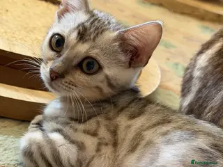 Bengal cats Four Bengal Kittens for Sale. TICA Pedigree Reg'd - Advert 5