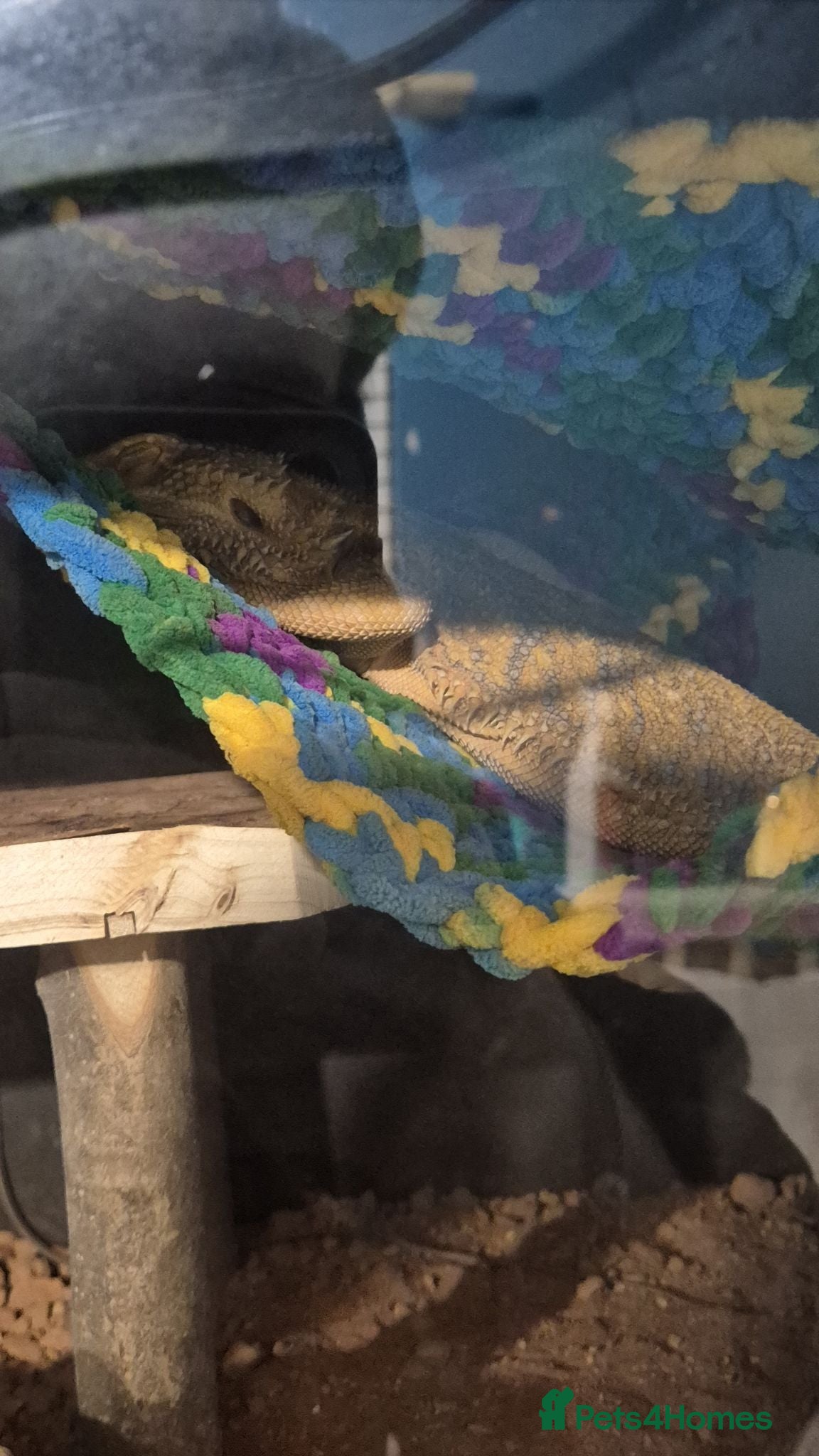 Bearded Dragon reptiles Female bearded dragon (flash) - Advert 1