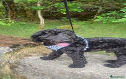 Cockapoo dogs for stud: Milo 1 year old F2 cockapoo - Image 7