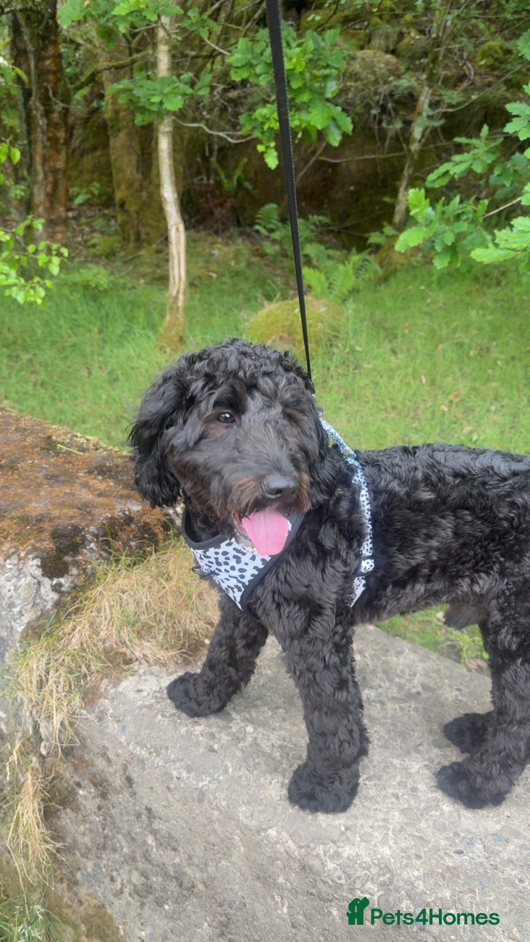 Cockapoo dogs for stud: Milo 1 year old F2 cockapoo - Image 7