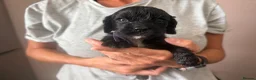 Cocker Spaniel dogs for sale: Cocker spaniels  - Advert 15