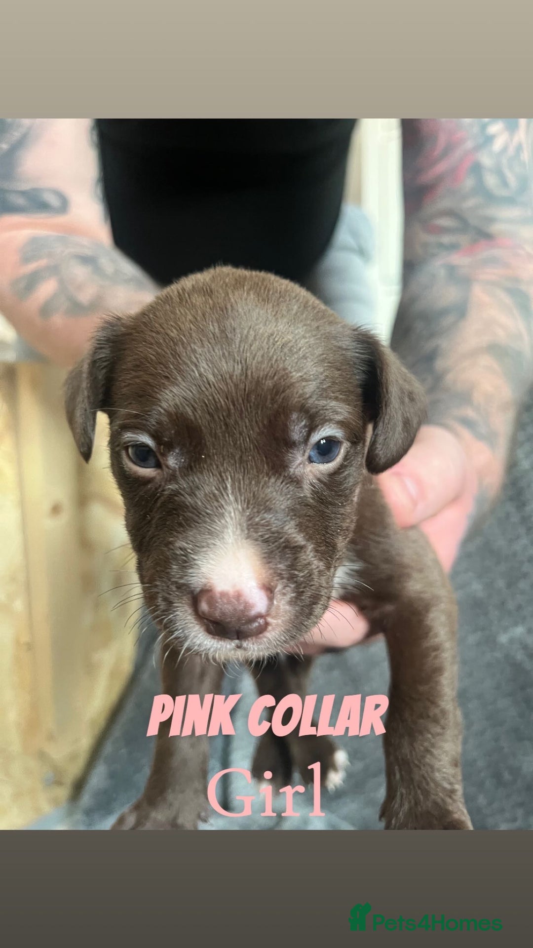 Mixed Breed dogs for sale: 11 Lurcher x Staffy pups for Sale! - Advert 16