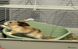 Mixed Breed rabbits for sale: 2 Female Rabbits for sale- Honey and Bunny - Advert 6